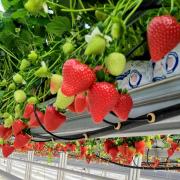 Strawberries grown under LED lights may have 'super powers'